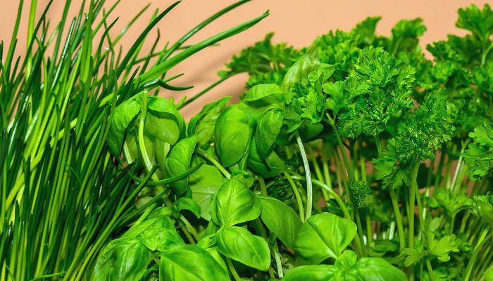 idée pour faire pousser des fines herbes