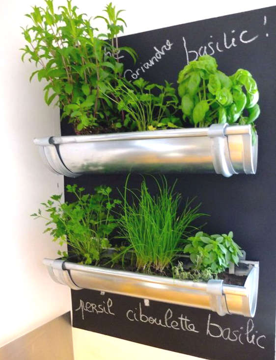 Des fines herbes dans une gouttière